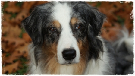 Der Hund ist das einzige Wesen auf Erden, das dich mehr liebt als sich selbst Der Hund ist das einzige Wesen auf Erden, das dich mehr liebt als sich selbst